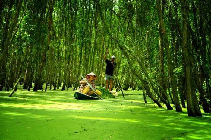 Vẻ đẹp khu rừng tràm ở Đồng Tháp.