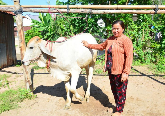 Chị Neàng Sóc Khanh được hỗ trợ bò từ chương trình mục tiêu quốc gia. Ảnh: THANH TIẾN