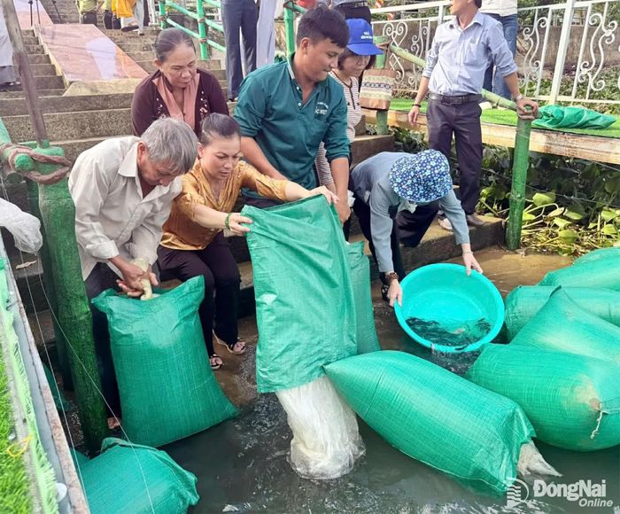 Người dân tham gia thả cá tái tạo nguồn lợi thủy sản. Ảnh: Quang Phát