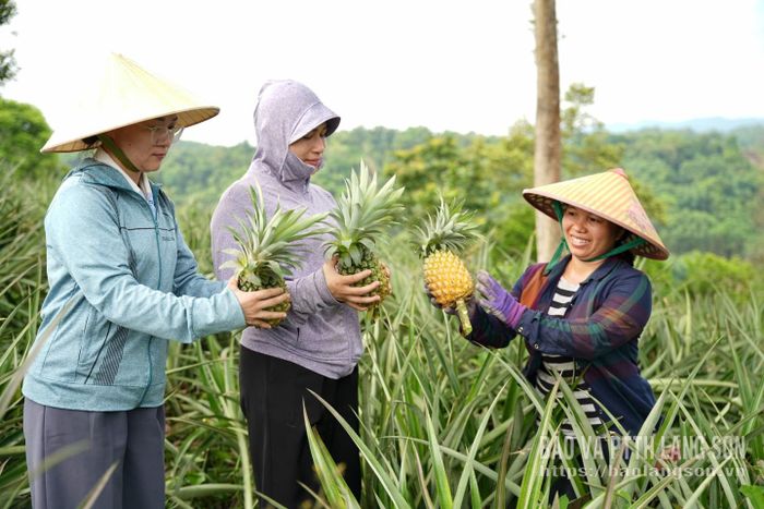 Niềm vui, sự phấn khởi hiện rõ trên nụ cười của những người phụ nữ vùng cao khi cùng nhau chia sẻ, đánh giá chất lượng quả dứa ngay tại nương đồi. Sự liên kết, hỗ trợ lẫn nhau trong sản xuất ngày càng được người dân chú trọng.