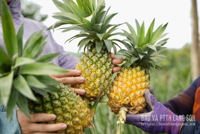 Nhờ tuân thủ đúng quy trình kỹ thuật chăm sóc, dứa của gia đình chị Thu và các hộ dân trong xã năm nay phát triển tốt, quả to đều, mẫu mã đẹp và đạt chất lượng cao.
