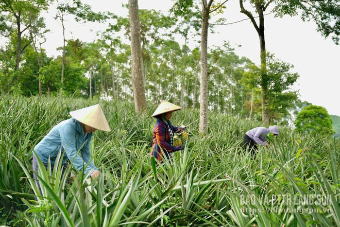 Trong những ngày này, không khí lao động tại các đồi dứa luôn nhộn nhịp, khẩn trương. Bà con nông dân huy động nhân lực, hăng say thu hoạch để kịp thời cung cấp sản phẩm tươi ngon nhất cho thị trường.