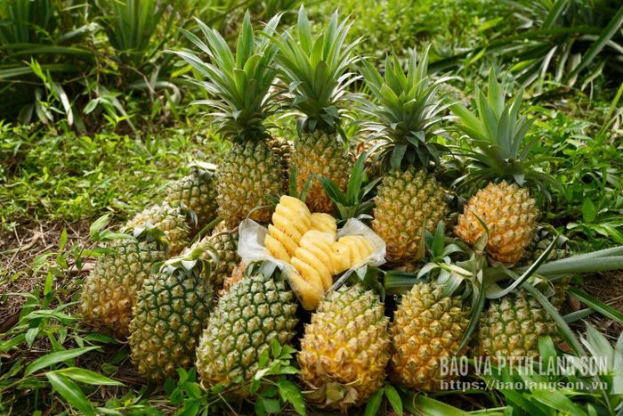 Tuỳ thuộc vào từng thời điểm của vụ mùa, dứa được xuất bán với giá dao động từ 5.000 đến 15.000 đồng/quả. Theo tính toán của chị Nông Thị Thu, sau khi trừ các khoản chi phí đầu tư, trung bình mỗi năm gia đình chị thu về lợi nhuận gần 20 triệu đồng. Mô hình trồng dứa đang mở ra hướng đi bền vững trong công cuộc xóa đói giảm nghèo tại xã Quốc Việt.