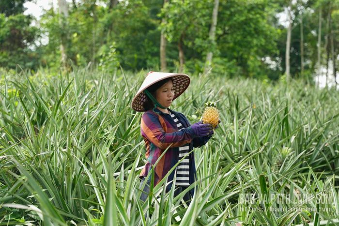 Chị Nông Thị Thu, thôn Nà Sáng, xã Quốc Việt, một trong những hộ dân tiêu biểu trong phong trào phát triển kinh tế cho biết: Hiện gia đình tôi có gần 1 ha dứa. Để dứa đạt năng suất cao, chúng tôi chú trọng khâu chăm sóc, đặc biệt là phải thường xuyên tỉa bớt cây con để cây mẹ tập trung tối đa dinh dưỡng nuôi quả.