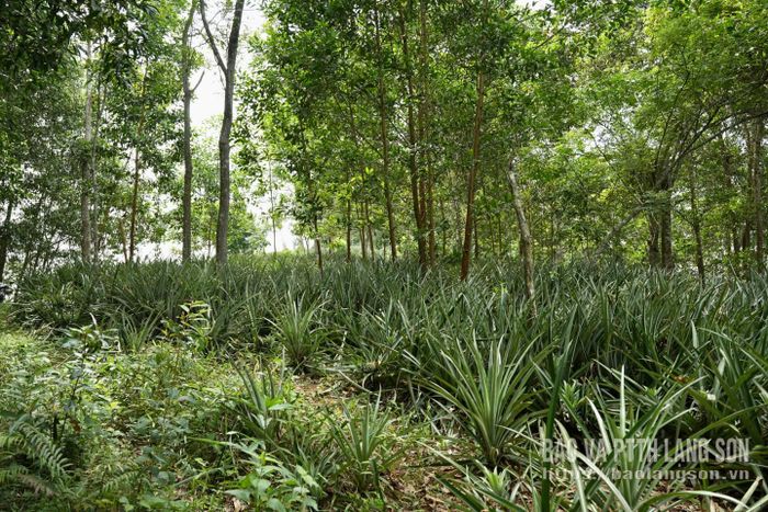 Hiện nay, trên địa bàn xã Quốc Việt đã phát triển được 13 ha dứa với gần 100 hộ dân tham gia trồng. Cây dứa thường được người dân trồng xen canh dưới tán cây lâm nghiệp, vừa tận dụng tối đa quỹ đất, vừa giúp giữ ẩm cho đất và hạn chế cỏ dại phát triển.