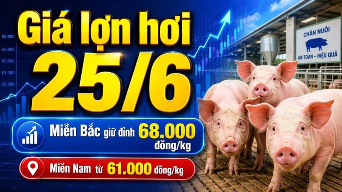 Cập nhật giá lợn hơi 3 miền hôm nay 25/6/2026. Hình minh họa