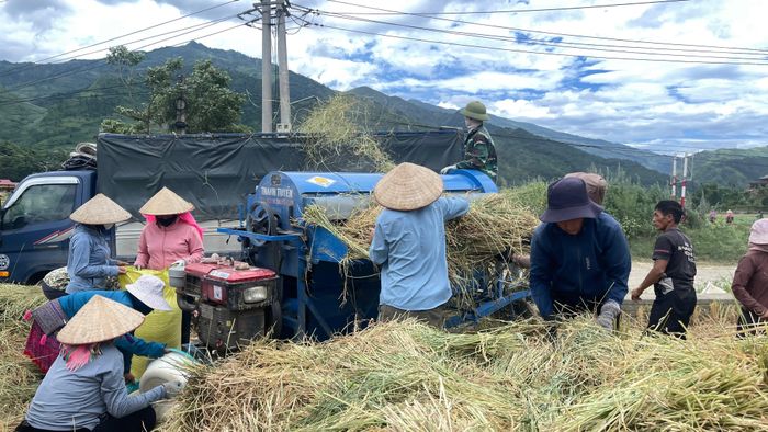 Nông dân xã Tú Lệ đưa máy móc vào thu hoạch lúa.