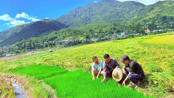 Nhân dân xã Tú Lệ gieo mạ sẵn sàng cho sản xuất vụ mùa.