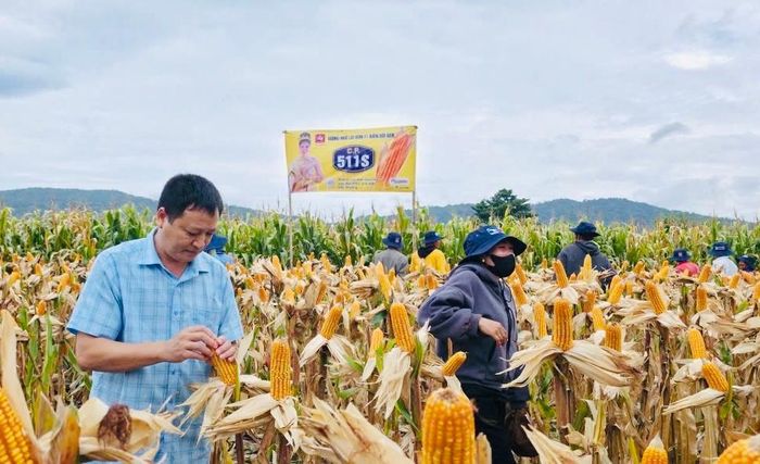 Ông Nguyễn Văn Chi - Giám đốc Trung tâm Dịch vụ miền núi tỉnh kiểm tra giống bắp lai mới