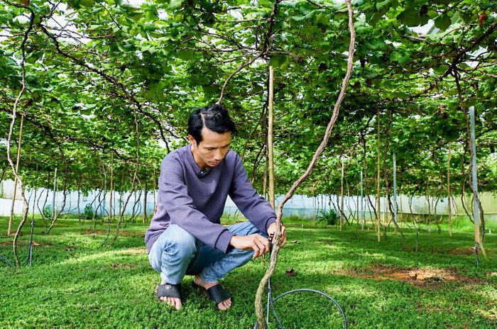 Ứng dụng khoa học kỹ thuật vào sản xuất giúp đồng bào dân tộc thiểu số nâng cao năng suất và giá trị sản phẩm nông nghiệp