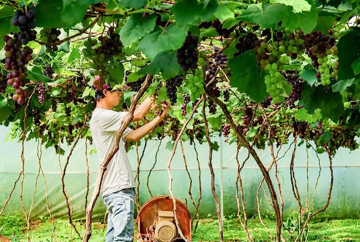 Những mô hình kinh tế hiệu quả của đồng bào dân tộc thiểu số đang góp phần thúc đẩy phát triển nông nghiệp và xây dựng nông thôn mới tại các địa phương