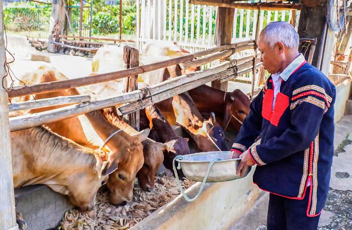 Nuôi bò sinh sản là một trong những hướng phát triển kinh tế hiệu quả của gia đình ông Y Drim Ktul