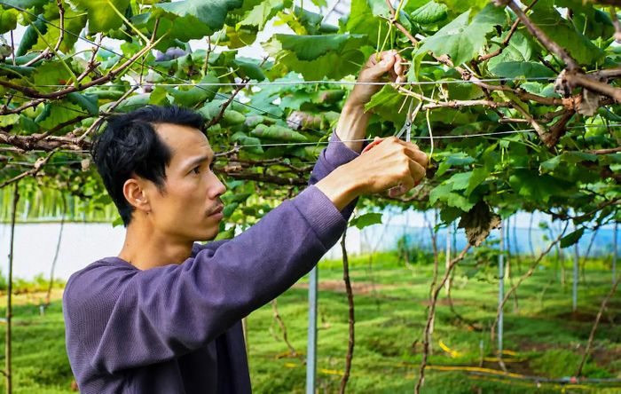 Anh Lang Văn Thuyết chăm sóc vườn nho trong nhà màng - mô hình nông nghiệp công nghệ cao mang lại hiệu quả kinh tế tích cực