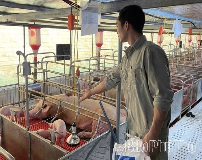Những trang trại chăn nuôi quy mô lớn đang hình thành và trở thành động lực phát triển của ngành nông nghiệp.