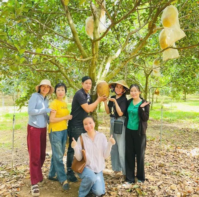 Cán bộ và hội viên nông dân tham quan, học tập kinh nghiệm tại mô hình trồng mít ruột đỏ của ông Nguyễn Văn Diệm, xã Nam Trạch - Ảnh: M.L