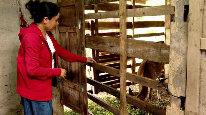 Chị Phan Thị Phương, thôn Xuân Lâm, xã Ba Lòng chăm sóc đàn hươu lấy nhung của gia đình - Ảnh: L.A