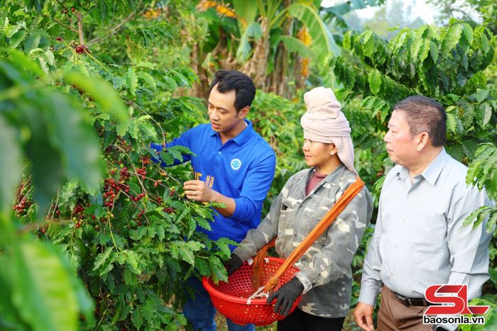 Mô hình trồng cà phê đặc sản của HTX bản Củ, xã Chiềng Mai được cấp chứng nhận VietGAP.
