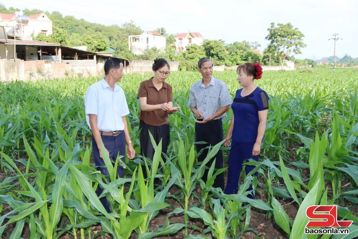 Người dân bản Tân Lập trao đổi về kỹ thuật chăm sóc cây ngô.