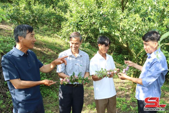 Mô hình trồng mận của nhân dân bản Tân Lập, xã Chiềng Sung.