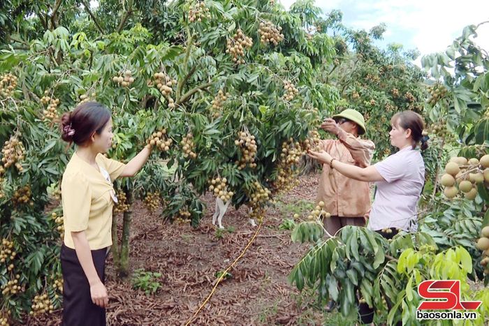 Nông dân bản Tây Hồ, xã Sông Mã phát triển kinh tế từ nguồn vốn tín dụng chính sách.