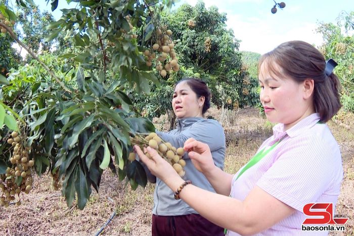 Mô hình trồng nhãn chín sớm của hội viên phụ nữ bản Cánh Kiến, xã Sông Mã.