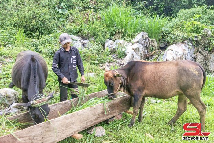 Mô hình trồng cỏ gắn với nuôi gia súc của người dân xã Co Mạ.