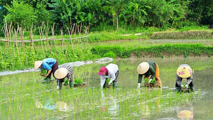 Nhiều hộ giúp nhau cấy đổi công.