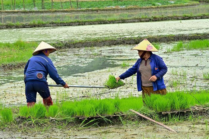 Mạ được nông dân xúc, vận chuyển đi cấy.
