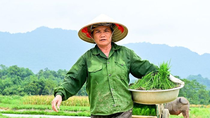 Mạ được để trong chậu, khi cấy người ta kéo theo trên mặt bùn rất tiện.