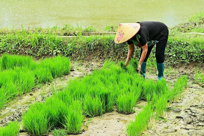 Chọn giống lúa hợp đồng đất, mùa vụ là rất quan trọng, quyết định đến năng suất, chất lượng thóc.