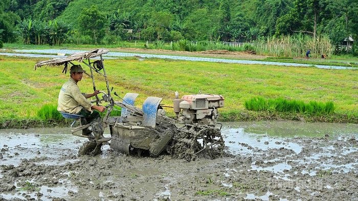 Ngày nay máy cày đã đảm nhiệm khoảng 70-80 diện tích làm đất gieo cấy.