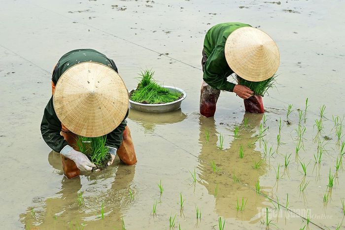 Nhiều người nhận đi cấy thuê với giá 250 nghìn đồng/ngày.