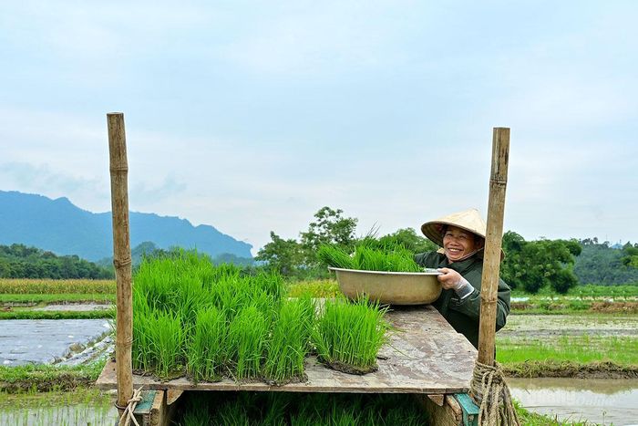 Đối với tuyến đường nội đồng thuận lợi thì người nông dân có thể vận chuyển mạ bằng xe trâu.