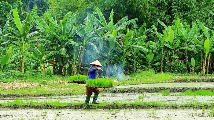 Những bờ ruộng nhỏ, phương pháp gánh mạ truyền thống vẫn mang đến hiệu quả.