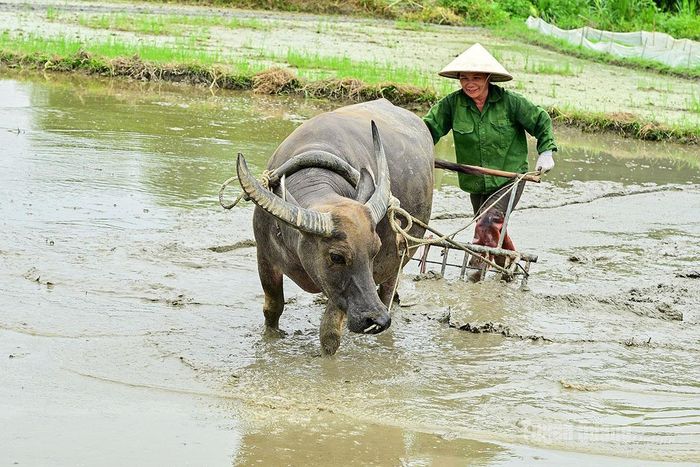 Nhiều gia đình vẫn tận dụng sức trâu để cày bừa, nhất là những ô ruộng nhỏ.