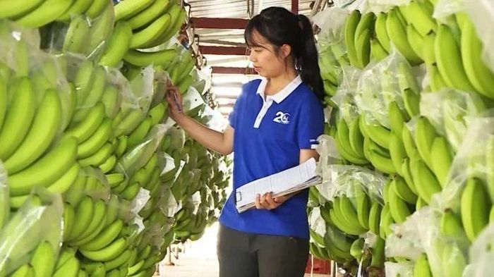 Dư địa rộng lớn cho trái cây Việt Nam tại thị trường Trung Quốc. Ảnh: BTC