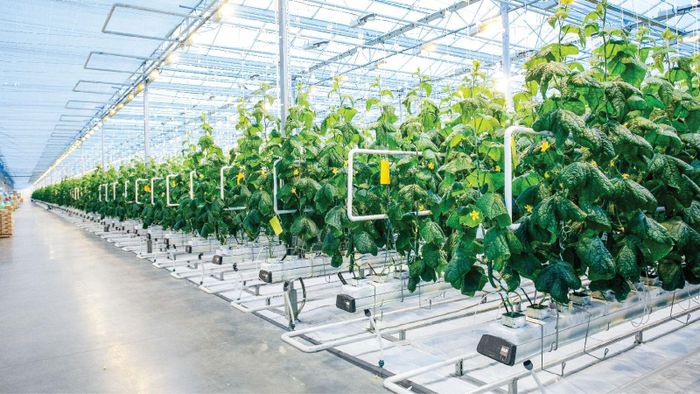 Các Khu NNUDCNC sẽ là nơi tập trung nghiên cứu và phát triển về nông nghiệp ứng dụng công nghệ cao