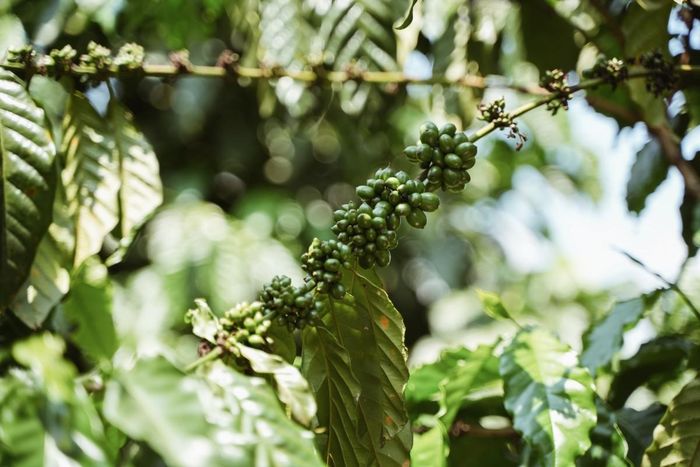 Giữ rừng từ những thay đổi trong sinh kế của người dân. Ảnh: EEAS