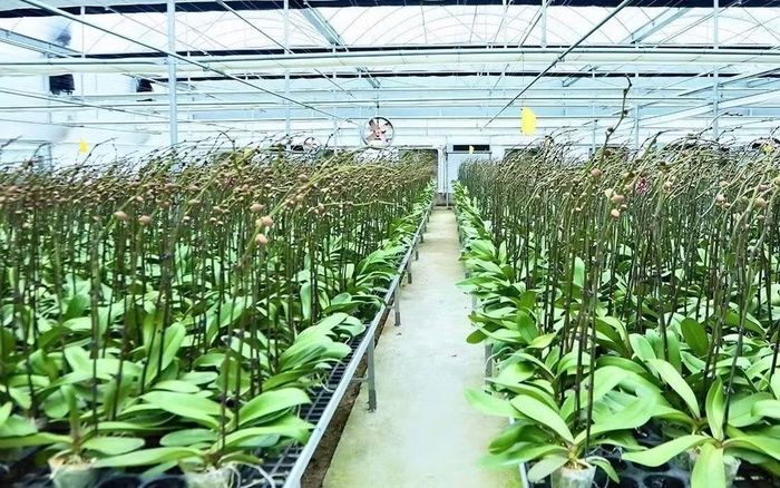 Hà Tĩnh ưu tiên công nghệ nhà màng phát triển mô hình trồng hoa lan Hồ điệp diện tích 3.000m².