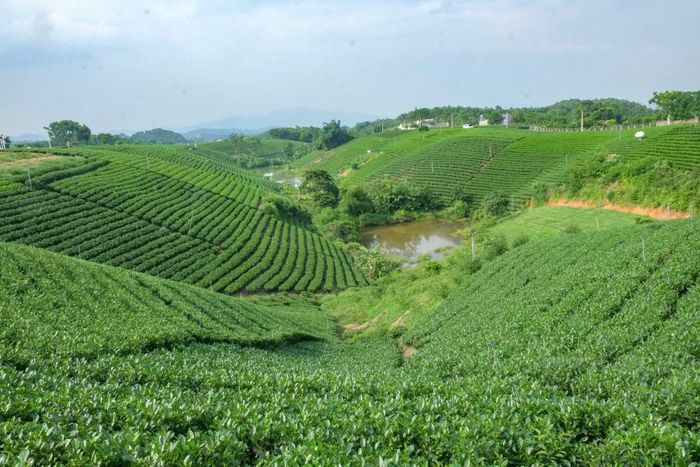 Vùng trồng chè Thái Nguyên ứng dụng hệ thống truy xuất nguồn gốc và bản đồ số IoT.
