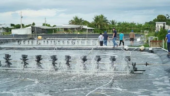 Mô hình nuôi tôm siêu thâm canh tuần hoàn ít thay nước tại Cà Mau mang lại hiệu quả kinh tế cao.