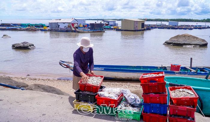 Người dân xã Ðá Bạc chuẩn bị thức ăn cho cá bớp nuôi lồng bè trên biển.