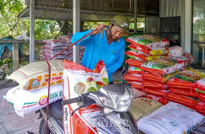 Nông dân chuẩn bị phân bón cho trà lúa hè thu trong giai đoạn đẻ nhánh.