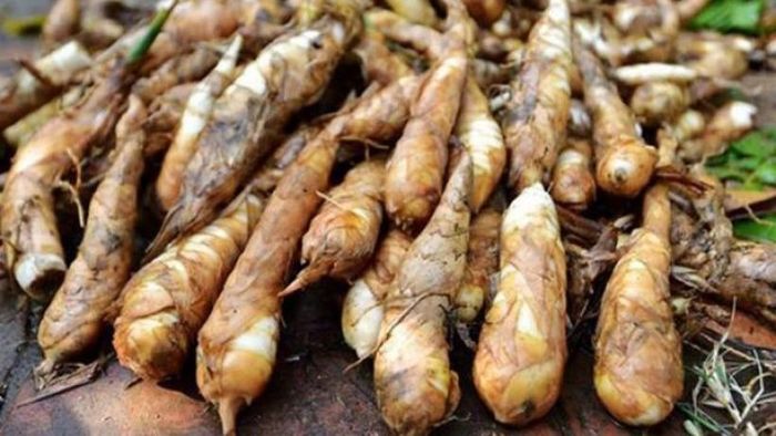 Tinh bột dong có đặc tính dễ tiêu, chỉ số đường huyết thấp, phù hợp với người có hệ tiêu hóa yếu hoặc rối loạn tiêu hóa. Ảnh minh họa