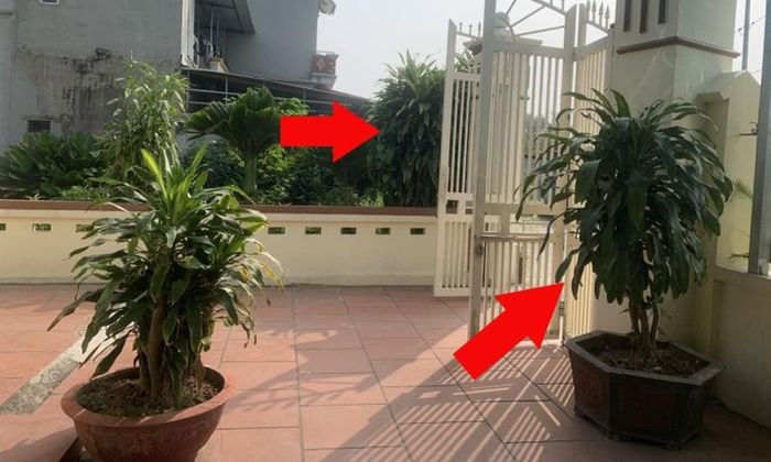 Cây Thiết Mộc Lan có khả năng thanh lọc không khí, loại bỏ một số chất độc hại và giúp môi trường sống trong lành hơn. Ảnh minh họa.