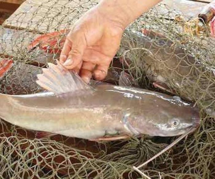 Khoảng hơn 10 năm trở lại đây, số lượng cá ké ngoài tự nhiên giảm đáng kể khiến giá bán tăng mạnh. Ảnh minh họa