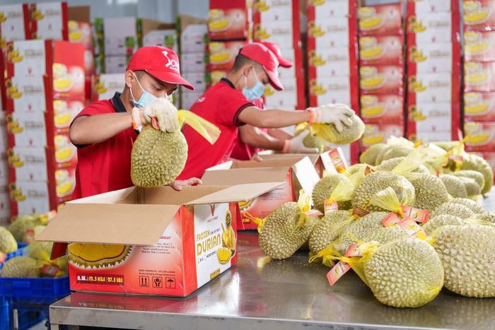 Trung Quốc tiếp tục là thị trường xuất khẩu rau quả lớn nhất của Việt Nam, chiếm khoảng 64% tổng kim ngạch toàn ngành trong năm 2025.