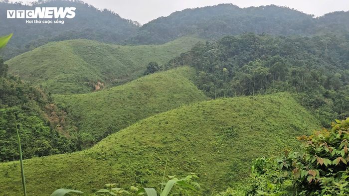 Những cánh rừng phòng hộ sau gần 30 năm được giao quản lý vẫn như đồi trọc, loạt cây lim, dổi, thông mới được trồng lại chưa cao quá đầu người.