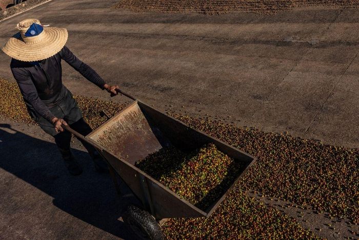 Mưa lớn ảnh hưởng đến thu hoạch cà phê ở Brazil. (Ảnh: Bloomberg)