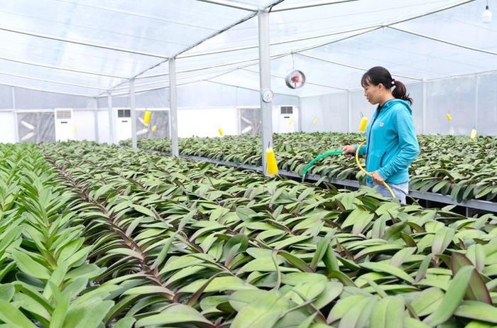 Việc phát triển vùng sản xuất tập trung không chỉ nâng cao giá trị trên một đơn vị diện tích canh tác mà còn tạo việc làm thường xuyên, tăng thu nhập cho người dân. Ảnh: PV